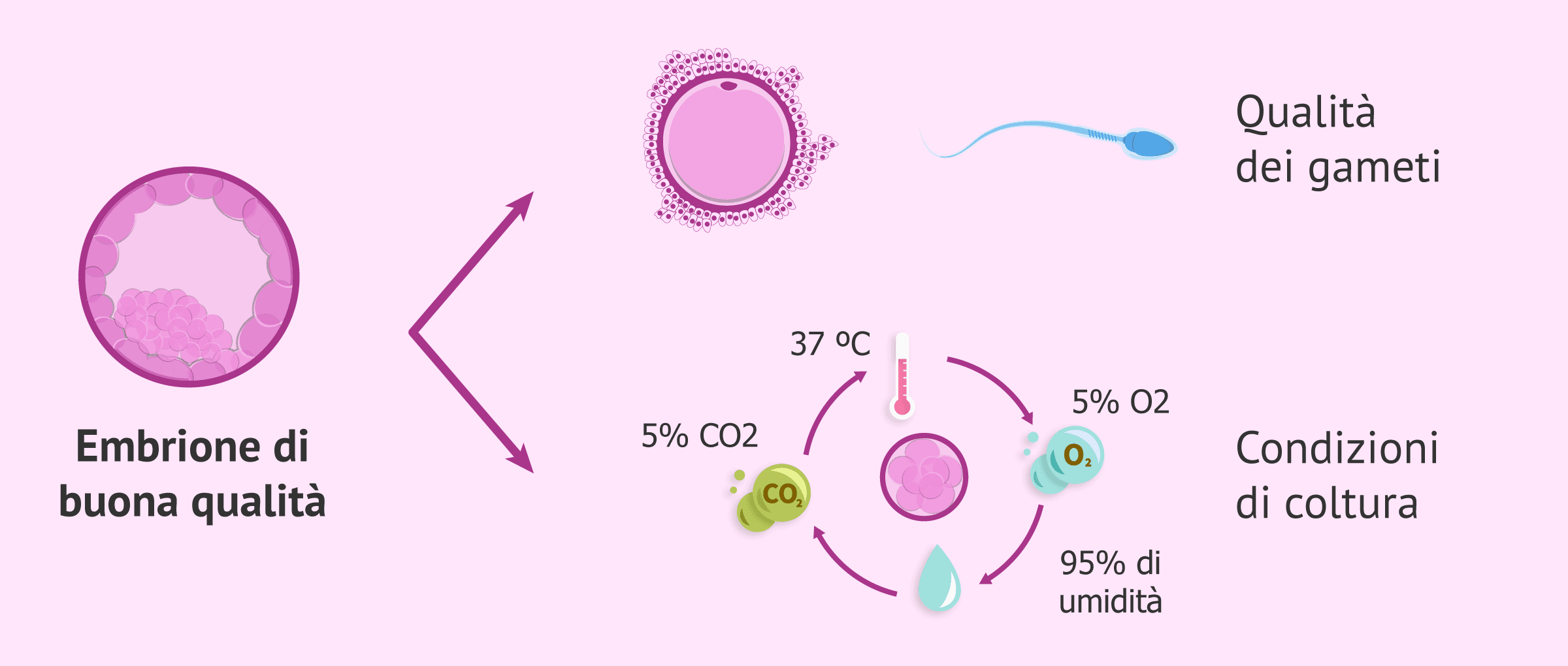 Come migliorare i tassi di impianto nella riproduzione assistita?