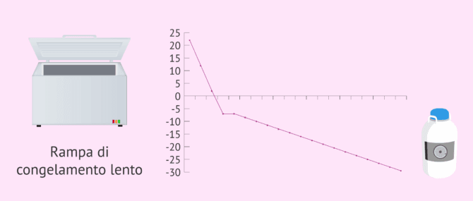 Imagen: Congelamento lento degli ovuli