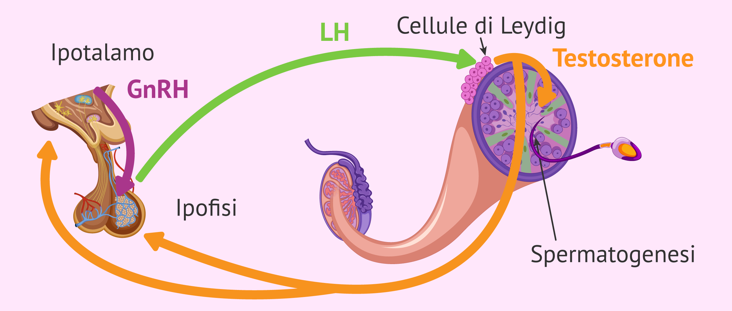 Funzione di LH nella spermatogenesi