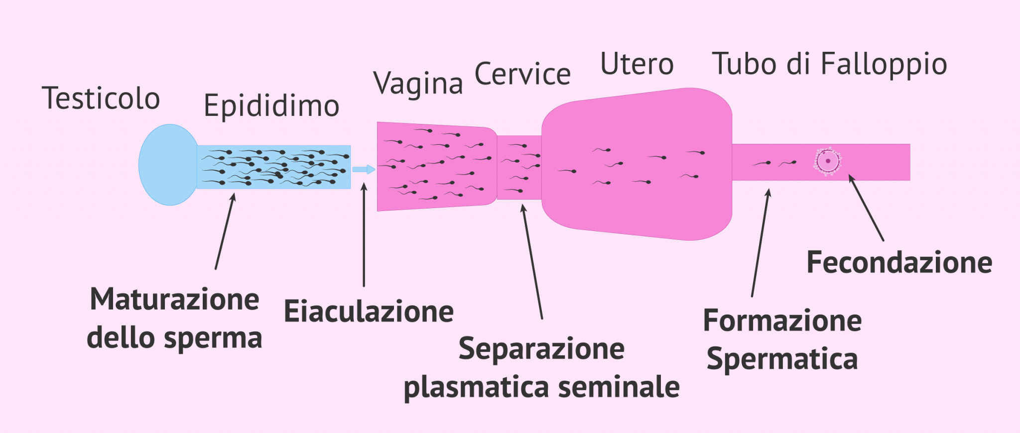 Capacitazione Naturale Dello Sperma capacitazione-naturale-dello-sperma
