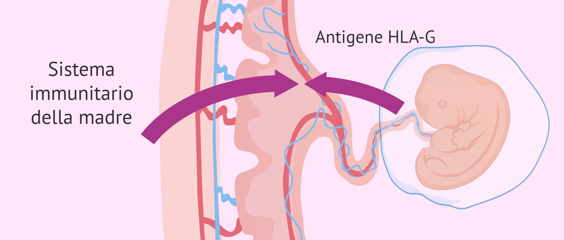 Infertilità immunologica: tipi, cause e trattamenti