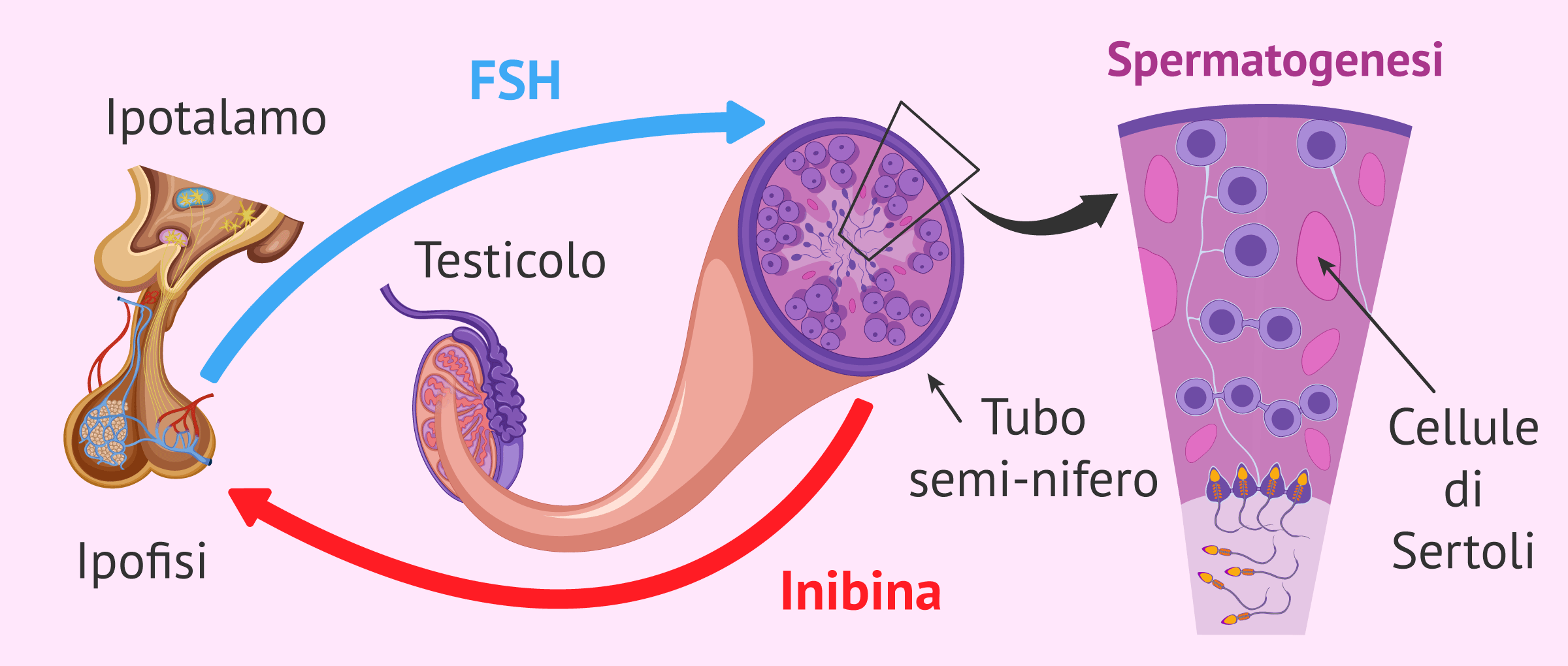 Regolazione della spermatogenesi da FSH