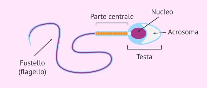 Imagen: Spermatozoo con morfologia normale