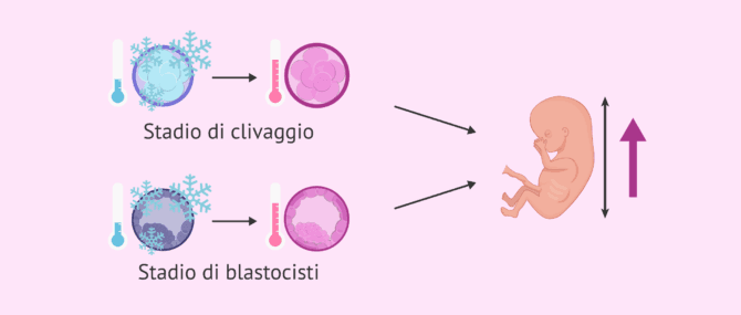 Imagen: Lo stadio dell'embrione influisce sulla crescita fetale?
