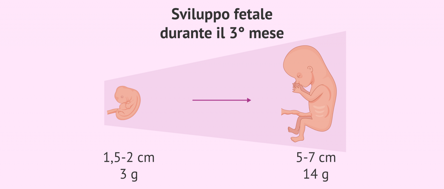 A Che Settimana Finisce Il Terzo Mese