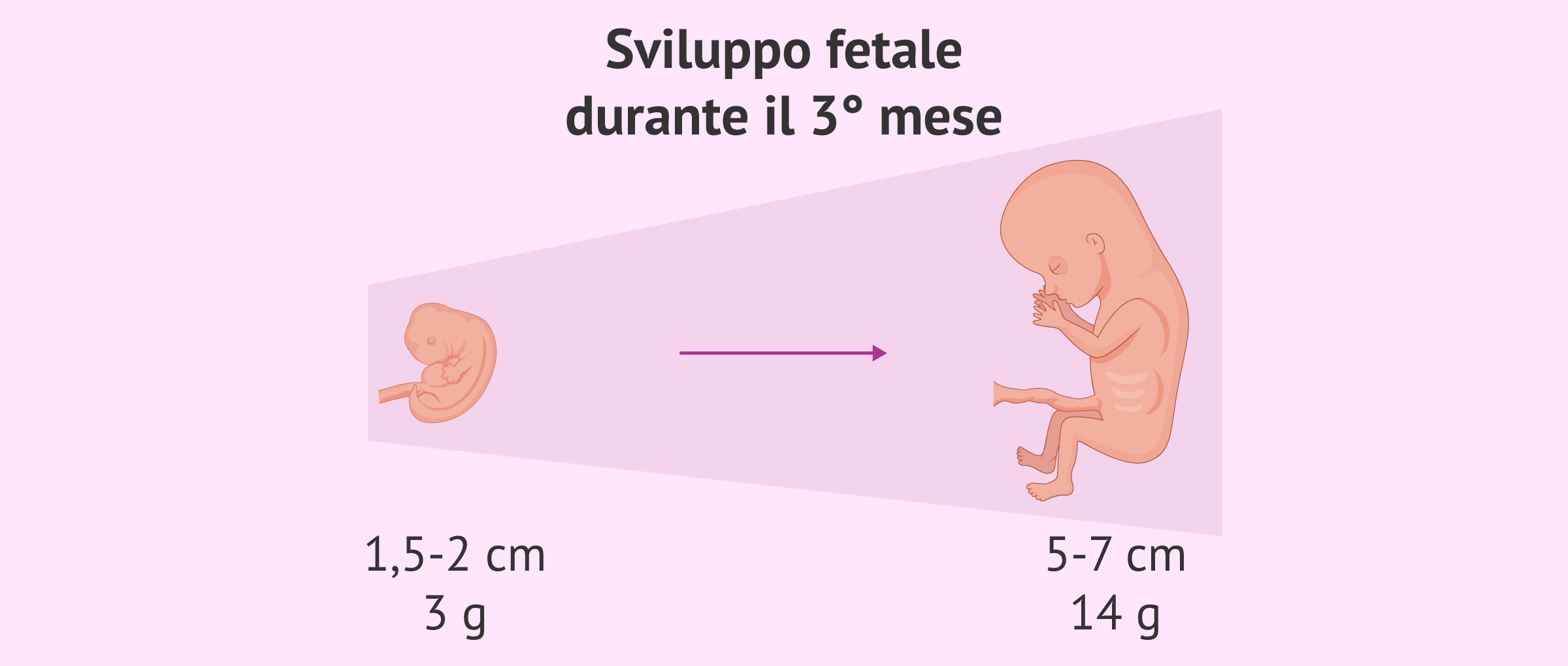 Sviluppo del feto nel terzo mese di gestazione