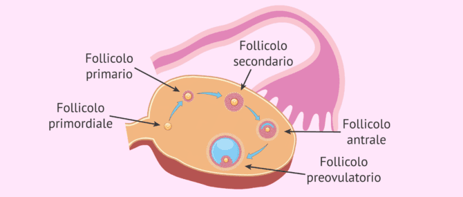 Imagen: Sviluppo dei follicoli ovarici
