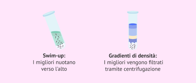 Imagen: Swim-up o gradienti? Qual è il migliore?