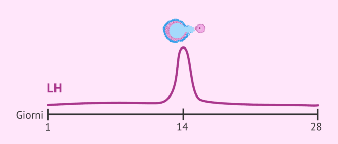 Imagen: Come funziona il test di ovulazione?