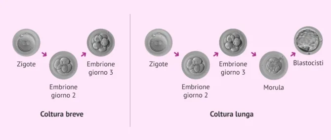 Imagen: Quali tipi di colture embrionali esistono?