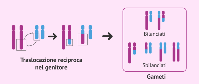 Imagen: Traslocazione reciproca nel genitore