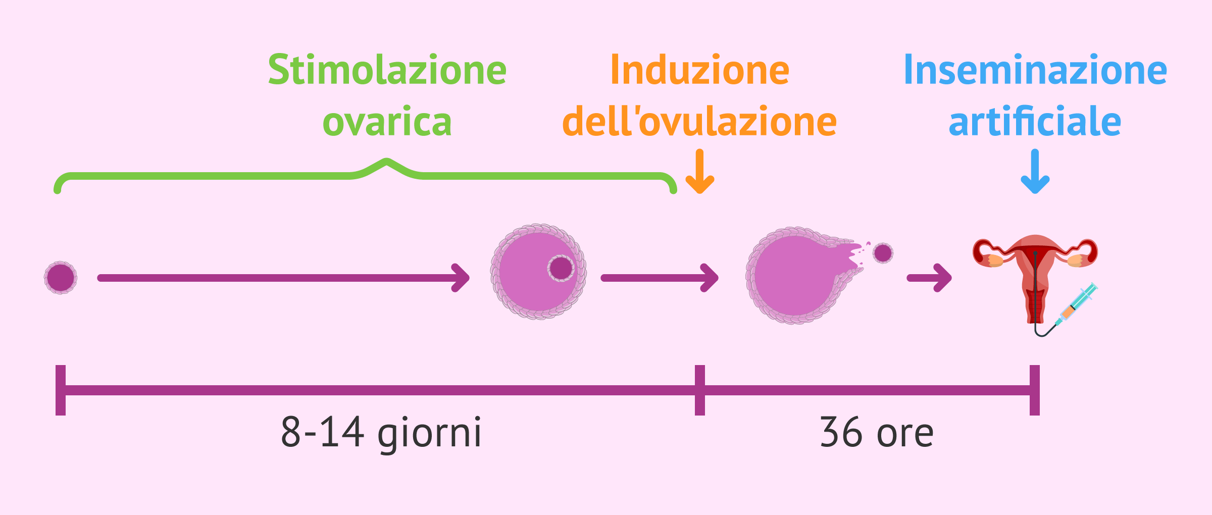 Stimolazione dell'ovulazione nell'inseminazione artificiale (IA)