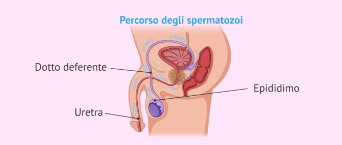 Imagen: Vie seminali per il trasporto degli spermatozoi